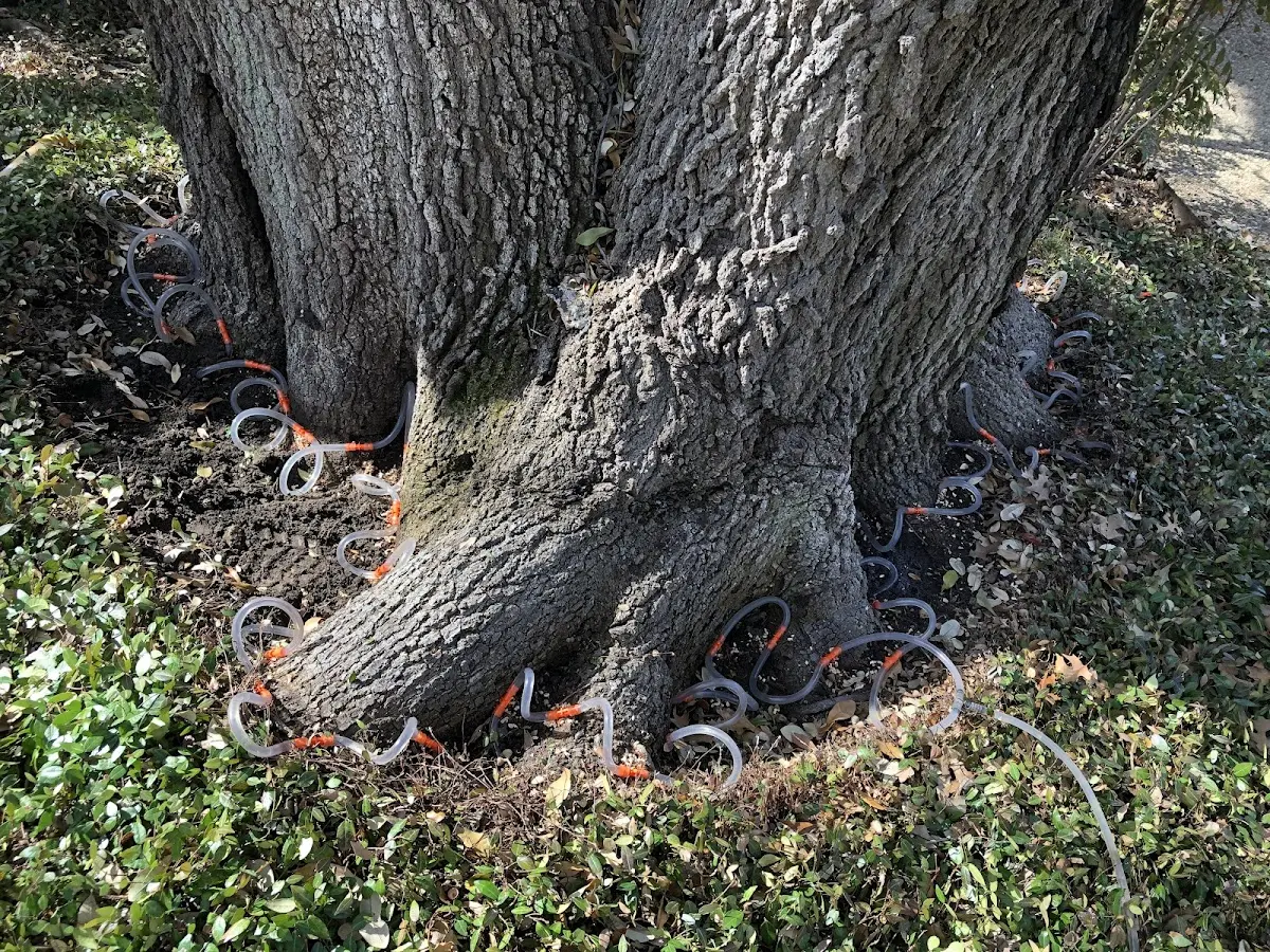 Detailed Tree Cabling and Bracing job site in Springhill