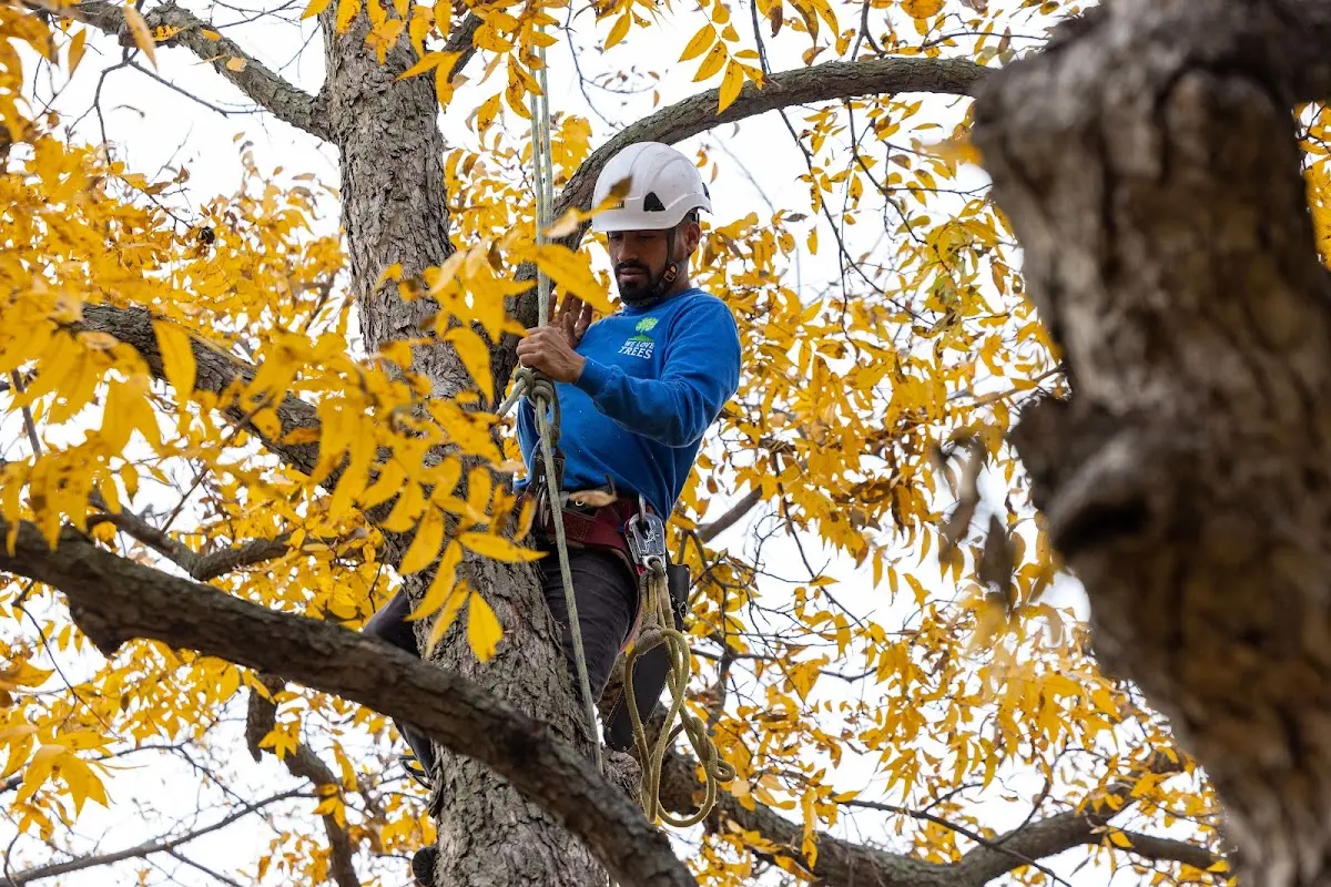 Skilled Tree Pruning crew working in Springhill